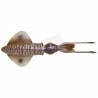 Lure Savage Gear 3D LB Swim Squid - Cuttlefish