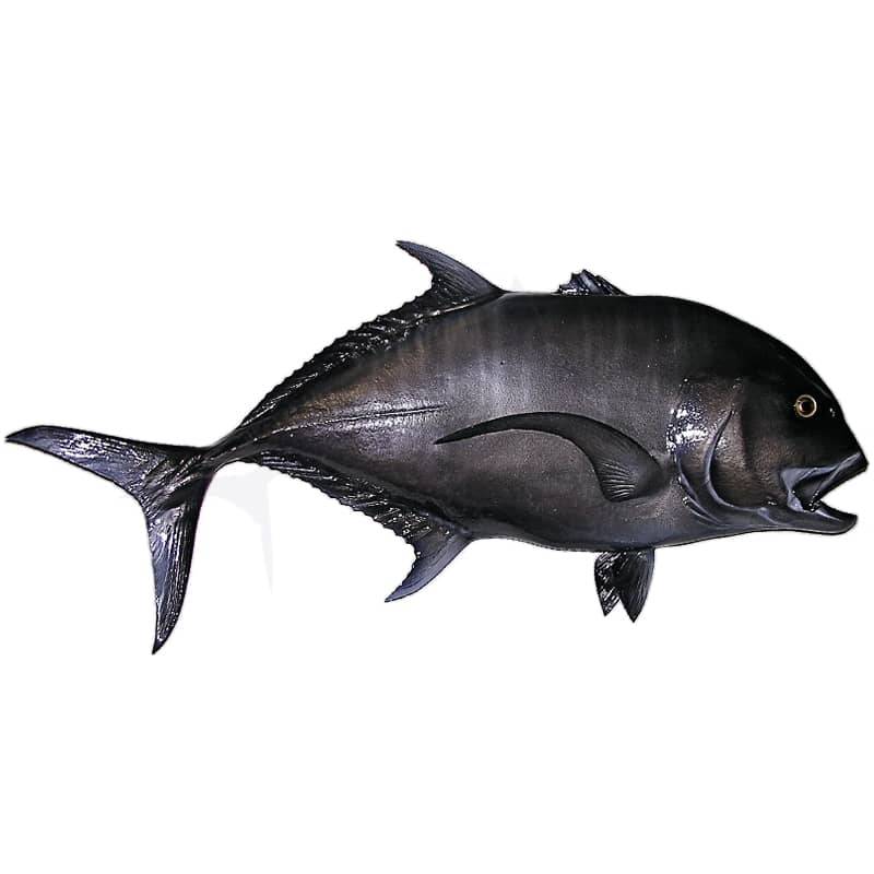 Carangue Ignobilis black