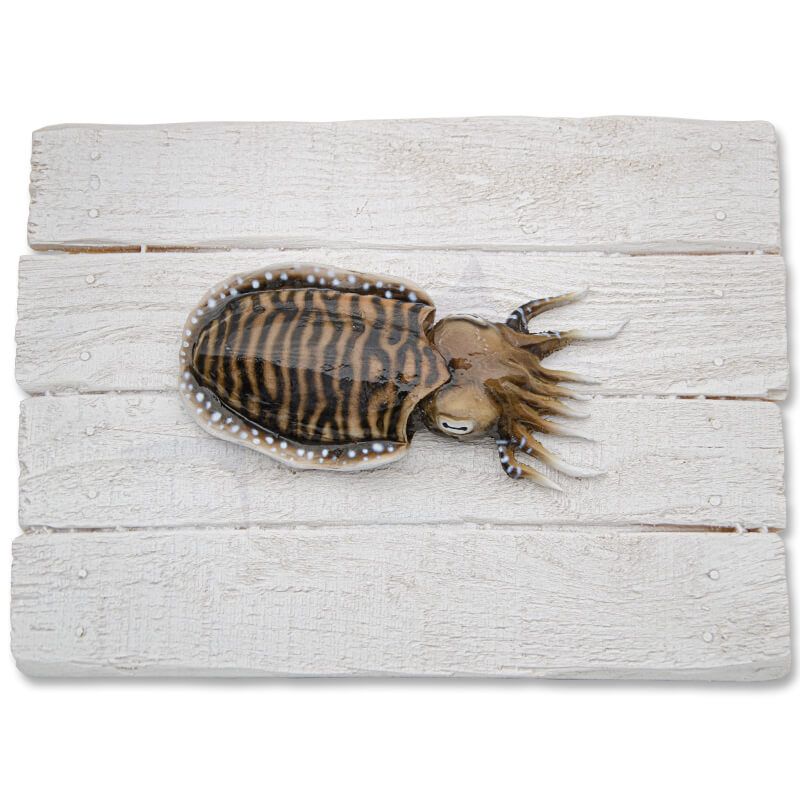 Cuttlefish