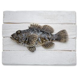 Scorpion Fish