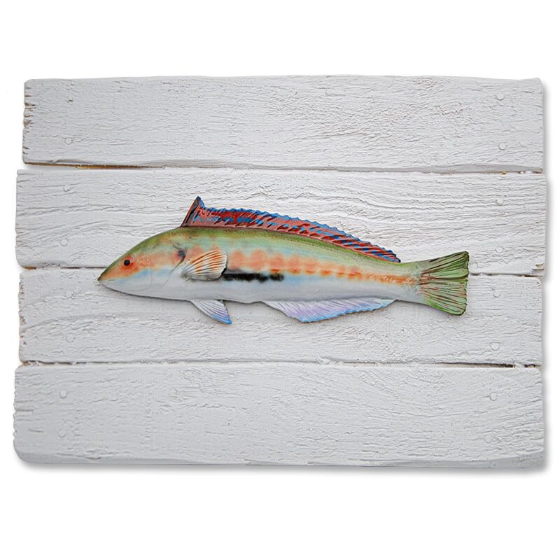 Cadre poisson Girelle Royale Cap Vert