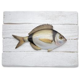Diplodus Vulgaris