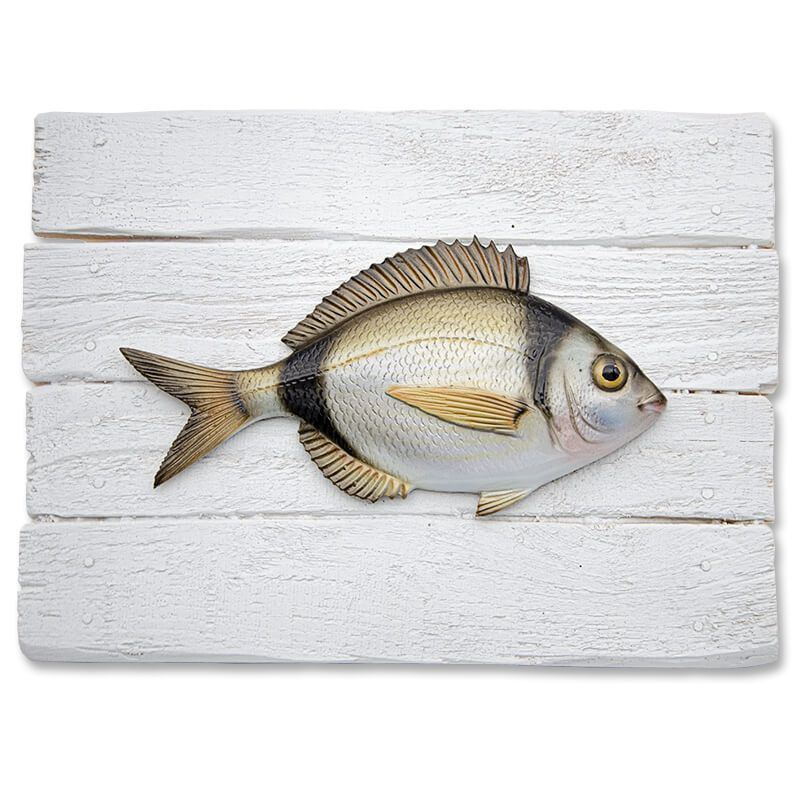 Diplodus Vulgaris Diplodus Vulgaris
