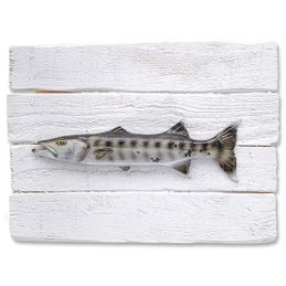 Barracuda wall frame for decoration