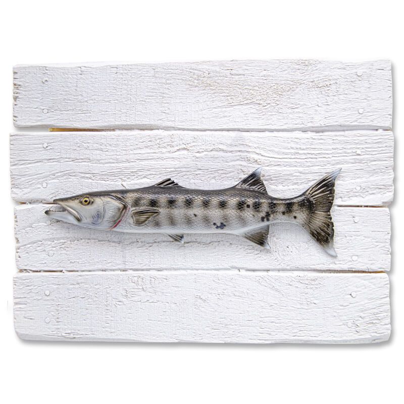 Barracuda wall frame for decoration Barracuda wall frame for decoration