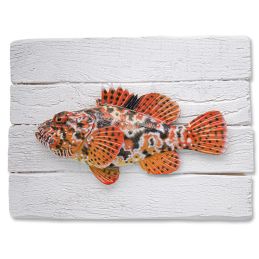 Cadre poisson ChaponCap Vert