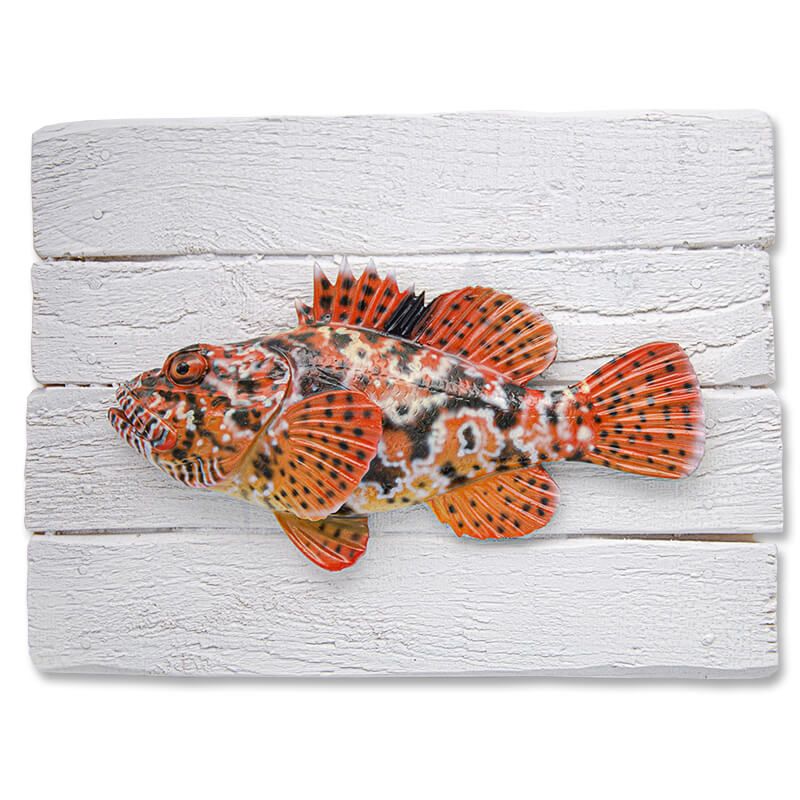 Cadre poisson ChaponCap Vert Cadre poisson ChaponCap Vert