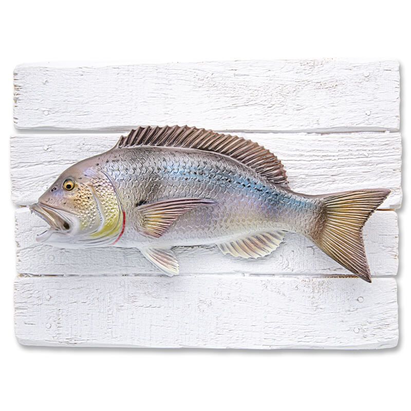 Cadre poisson Denti Cap Vert