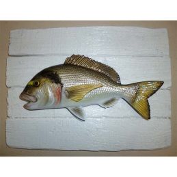 Seabream