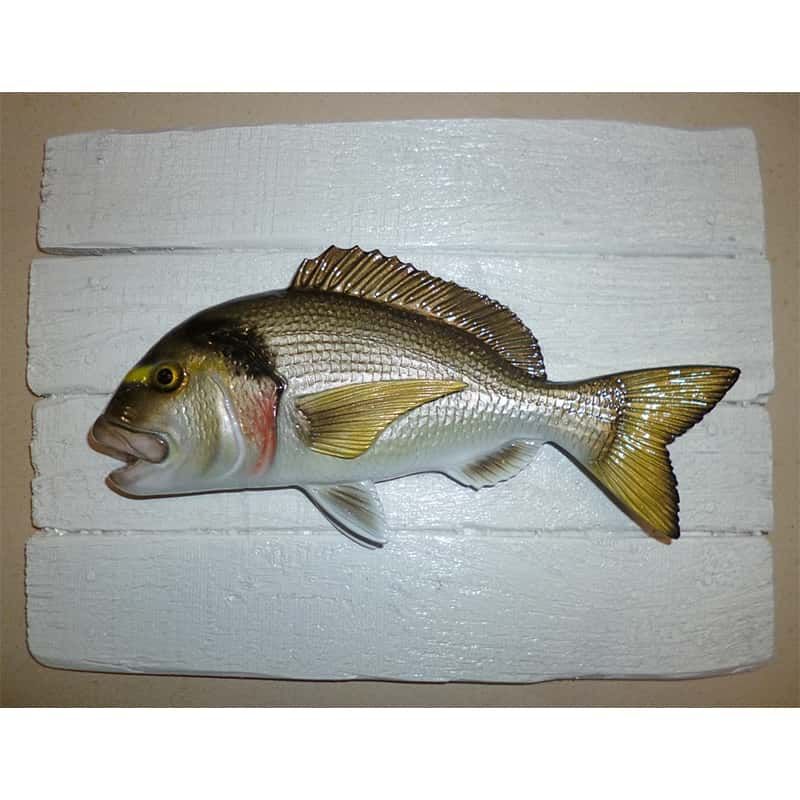 Seabream Seabream