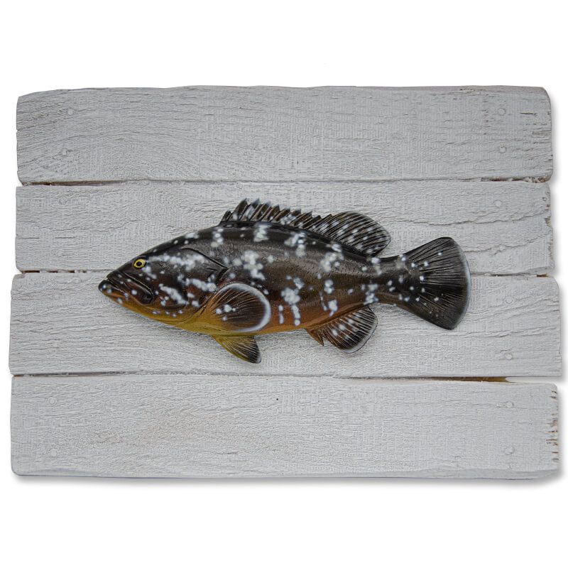 Cadre poisson Mérou BrunCap Vert Cadre poisson Mérou BrunCap Vert