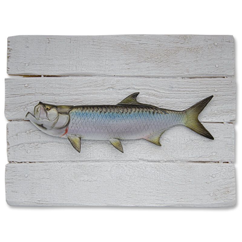 Cadre poisson Tarpon Cap Vert Cadre poisson Tarpon Cap Vert
