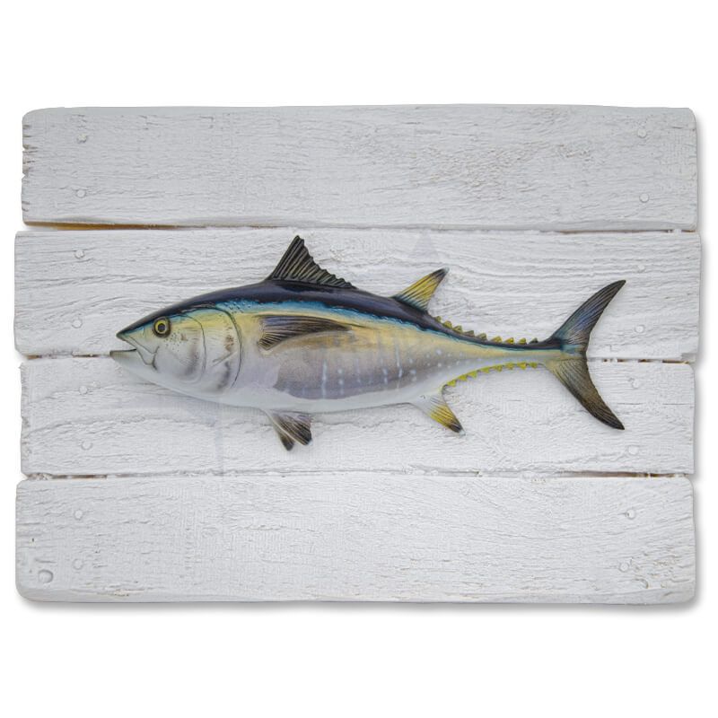 Cadre poisson Thon Rouge Bouboule Cap Vert