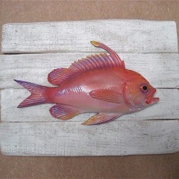 Anthias