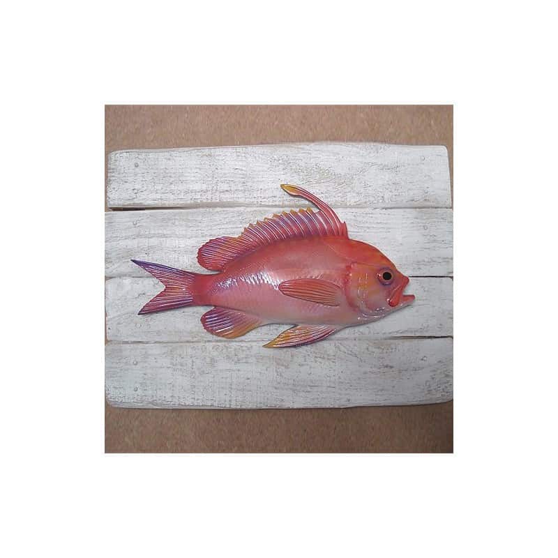 Anthias Anthias