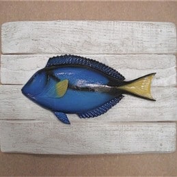 Surgeon Fish