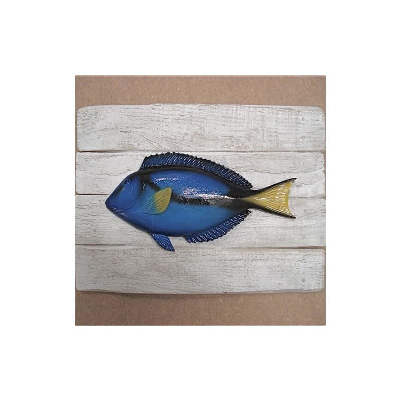 Cadre poisson chirurgien Cap Vert Cadre poisson chirurgien Cap Vert