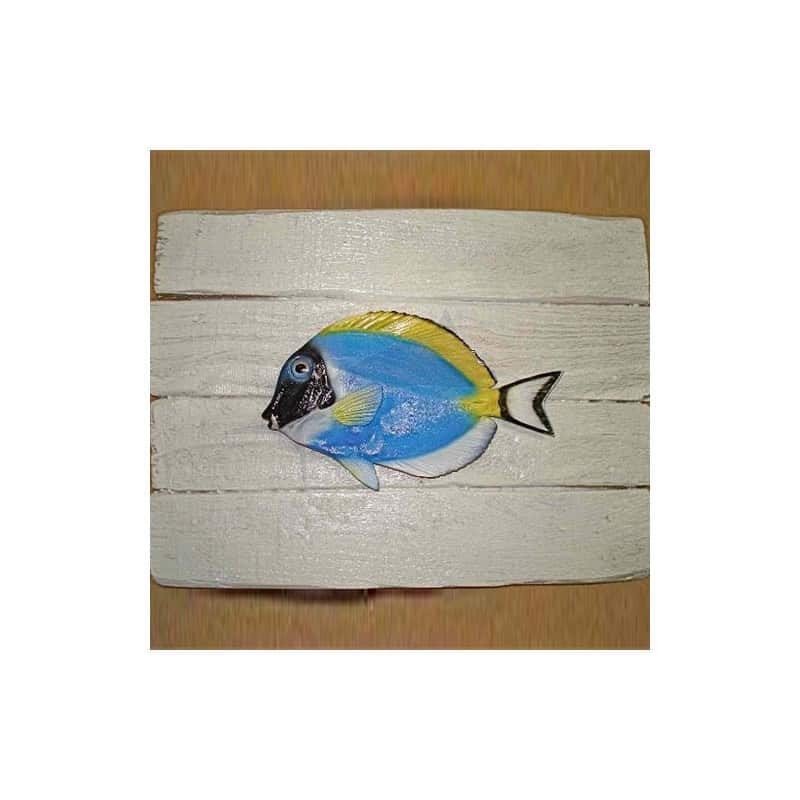 Surgeon Fish White Top Surgeon Fish White Top