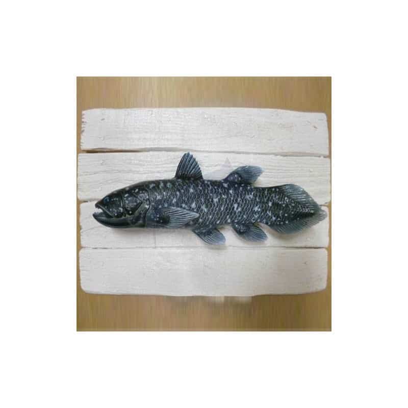  Cadre poisson coelacanthe Cap Vert 