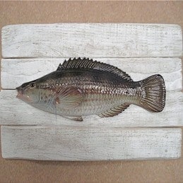 Wrasse