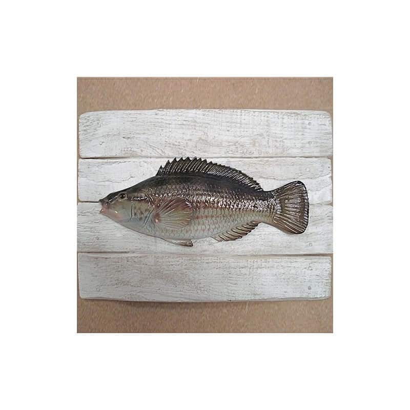 Wrasse Wrasse