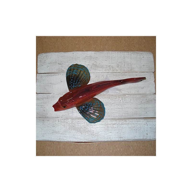 Tub Gurnard