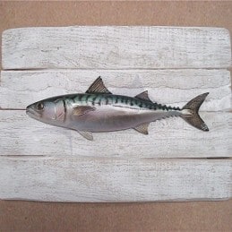 Cadre poisson Maquereau Cap Vert