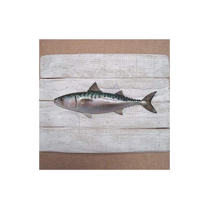 Cadre poisson Maquereau Cap Vert