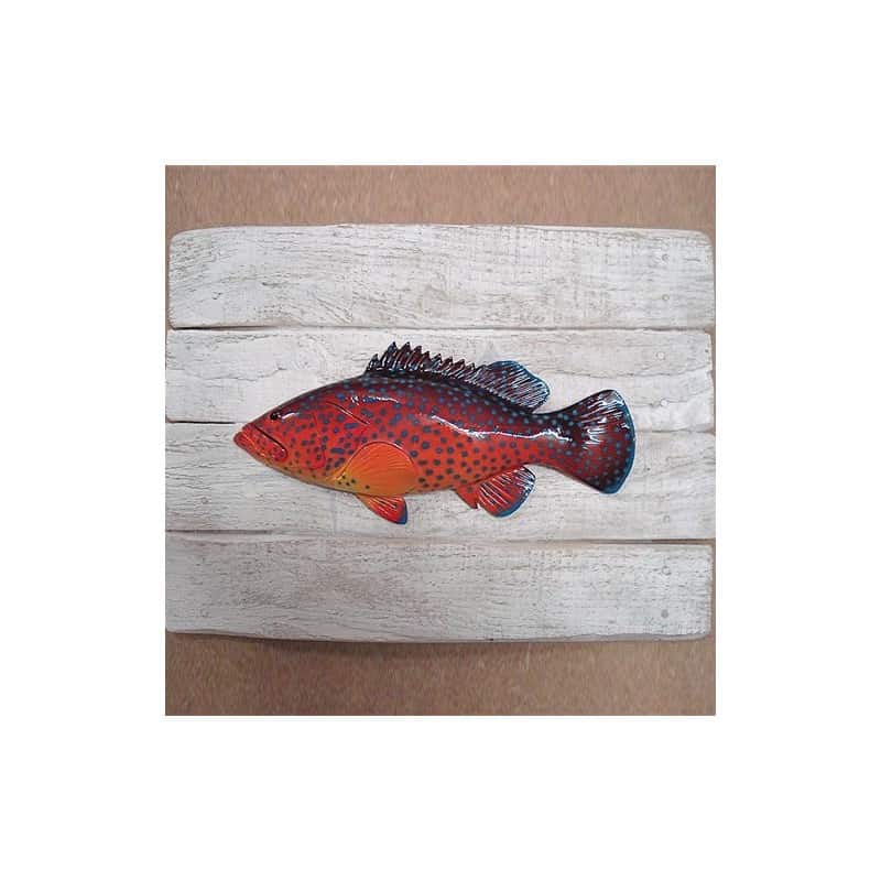 Coral Grouper Coral Grouper