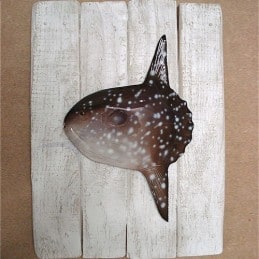 Cadre poisson lune Cap Vert
