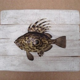 John Dory