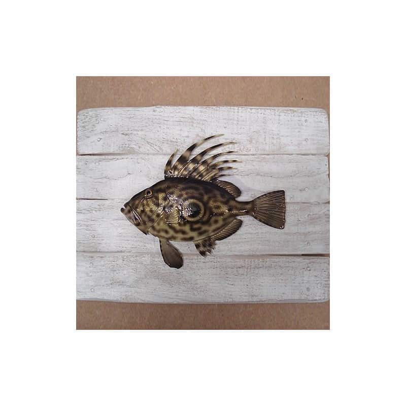 John Dory John Dory
