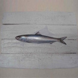 Sardine