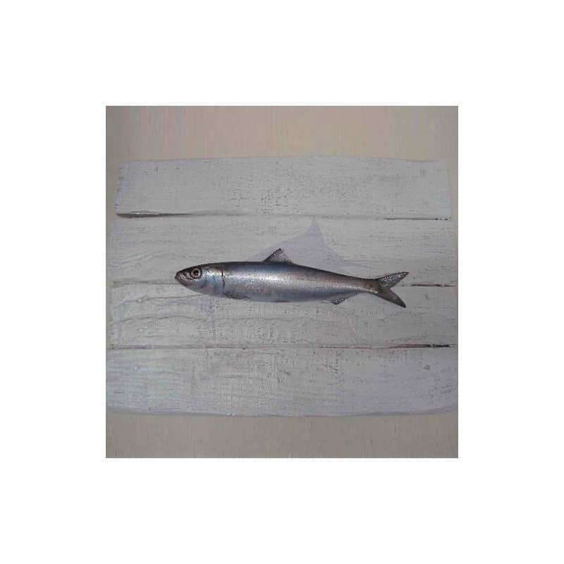 Cadre poisson Sardine Cap Vert Cadre poisson Sardine Cap Vert