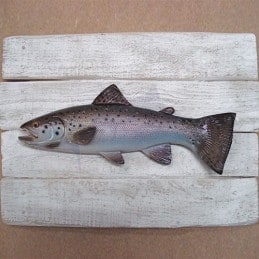 Atlantic Salmon