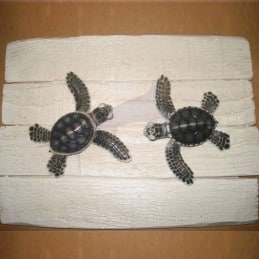 Baby Turtles