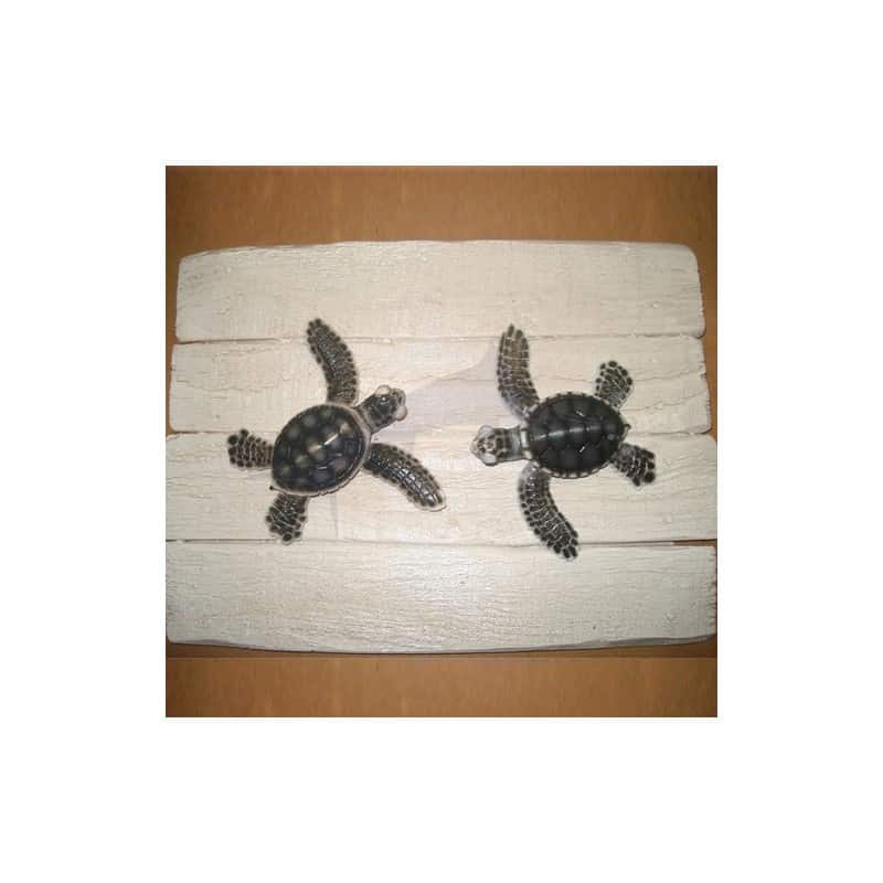 Cadre poisson bébés tortues Cap Vert