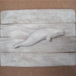 Beluga