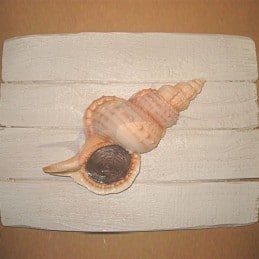 Shell