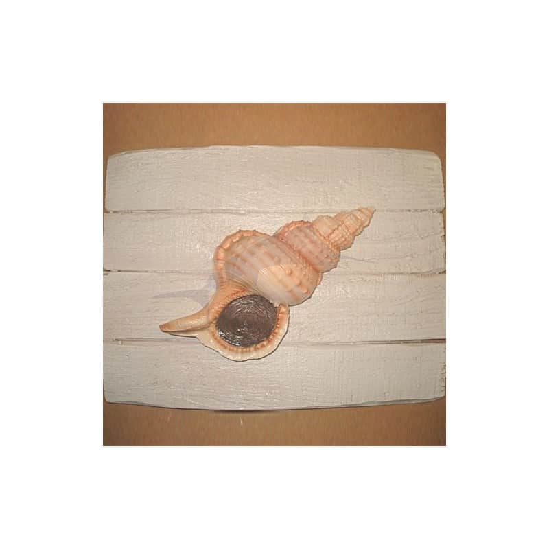 Cadre Coquillage  Cap Vert