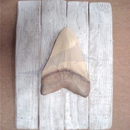Tooth of Megalodon