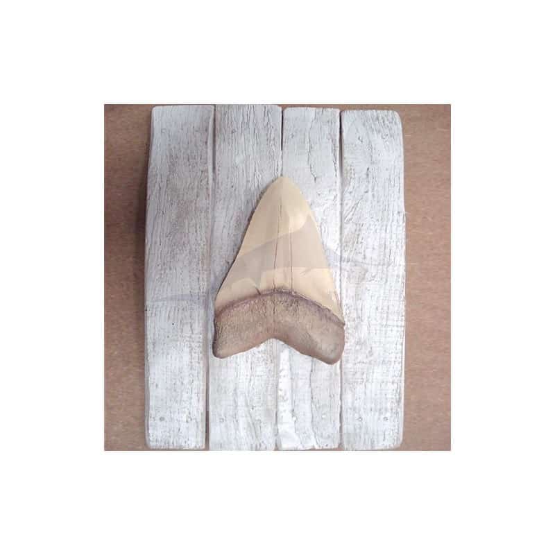 Cadre Dent de Megalodon Cap Vert Cadre Dent de Megalodon Cap Vert