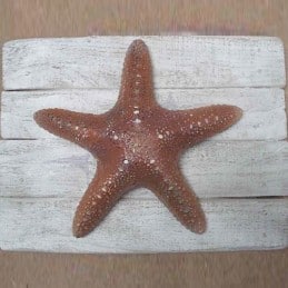 Cadre grosse étoile de mer Cap Vert