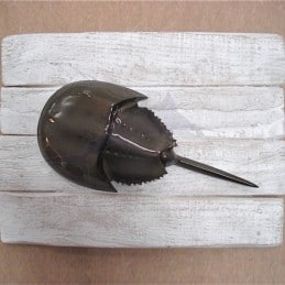 Horseshoe Crab