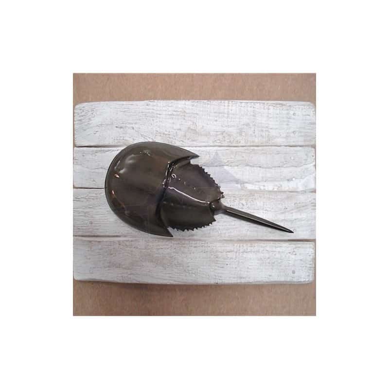 Cadre Limule Cap Vert Cadre Limule Cap Vert