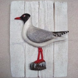 Blackhead Gull