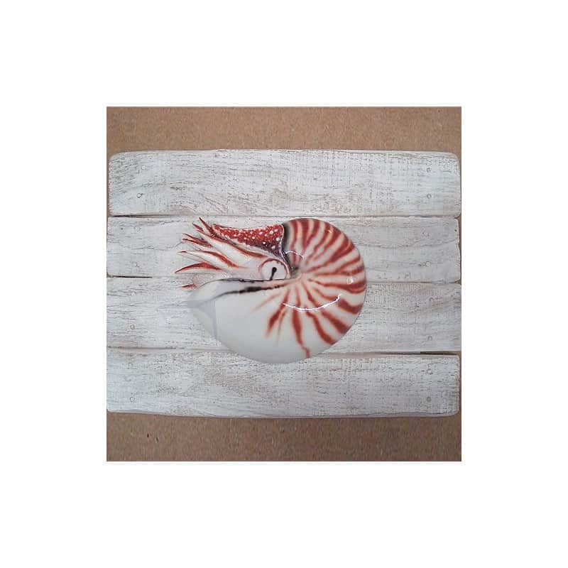 Nautilus Nautilus