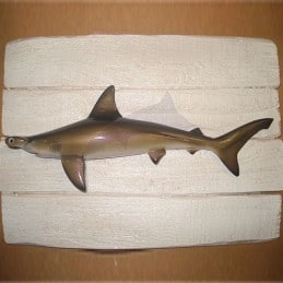Cadre requin marteau Cap Vert