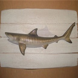 Cadre poisson Requin tigre Cap Vert