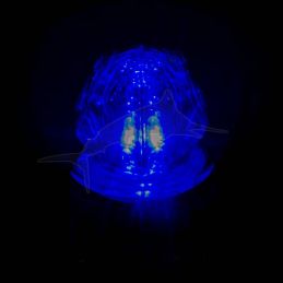 Lindgren-Pitman Duralite Diamond Strobe Light - Blue ON